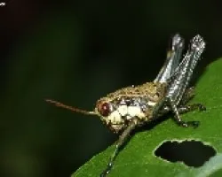 Grillo
