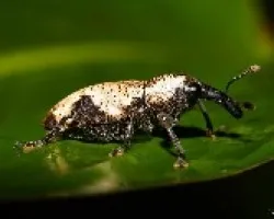 Curculionidae