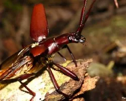 Coleoptera. Cerambycidae 