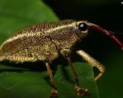 Cholus cintus