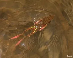 Rana warszewitschii
