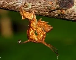 Oruga