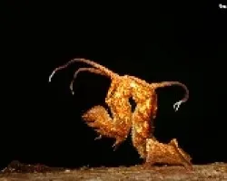 ORUGA