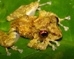 Pristimantis cruentus