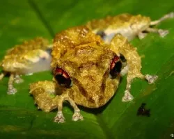 Pristimantis cruentus