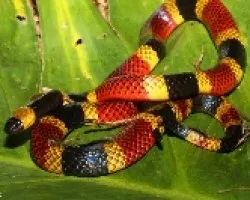 Micrurus mosquitensis