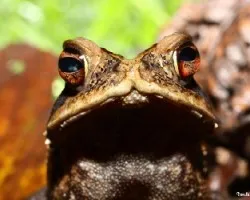Incilius melanochlorus