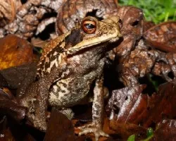 Incilius melanochlorus