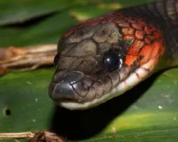 Oxyrhopus petolarius