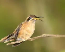 Stripe-throated Hermit