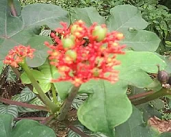 Desde mi jardin