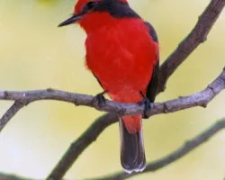 Petirojo (Pyrocephalus rubinus)