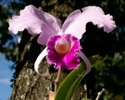 Orqu?dea (Flor Nacional)