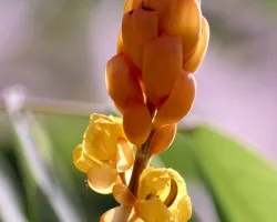 Flor