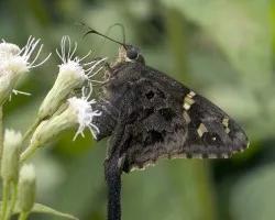 Otra Mariposa