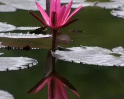 Flor Acuatica