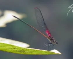 Libélula Roja