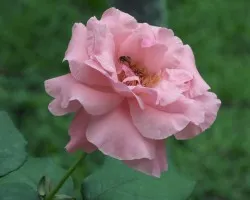 Rosa Solitaria
