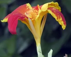 Flor Exótica