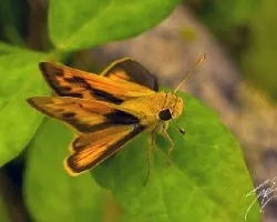 Mariposa