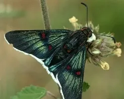 Una Mariósa