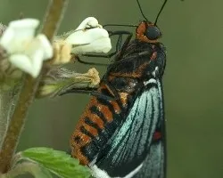 Mariposa