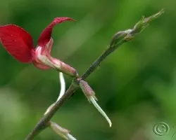 Una Flor
