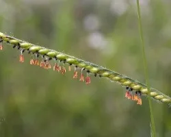 Florecidas