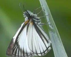 Mariposa