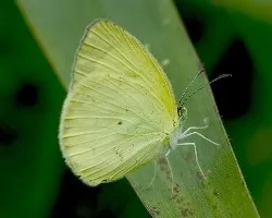 Mariposa