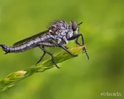 Mosca salteadora