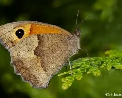 Posado de mariposa...