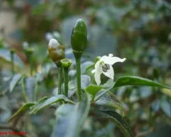 Chiltep?n (Capsicum annum)