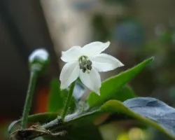 Flor del chiltep?n