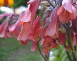 Campanitas