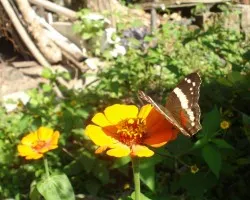Yerbera y Mariposa