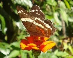 Yerbera y Mariposa2