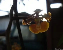 Orquidea a contraluz