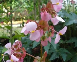 Florecilla Rosa