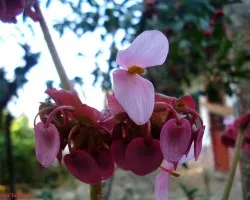 Florecilla Rosa2