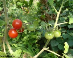 Tomatillos