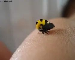 Bichito