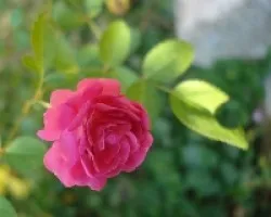 Rosita