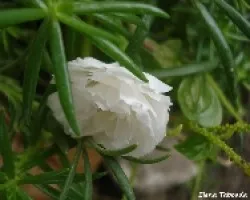 Flor