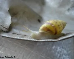 Caracol