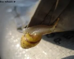 Caracol2