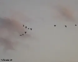 Parvada de Patos