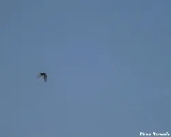 Gaviota de lejos