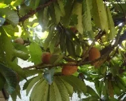Zapote Mamey