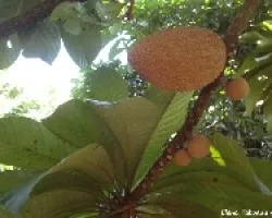 Zapote Mamey2